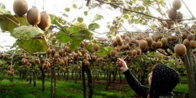 ���������� ������� ��� rizari edessa