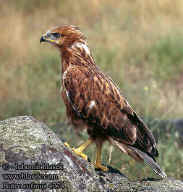Buteo rufinus UK: Long-legged Buzzard DE: Adlerbussard FR: Buse froce ES: Buzardo Moro CZ: kn blochvost DA: Ornevage DU:  Arendbuizerd IT: Poiana codabianca FI: Arohiirihaukka SE: rnvrak HU: Pusztai lyv NO: Ornvak SK: myiak hrdzav